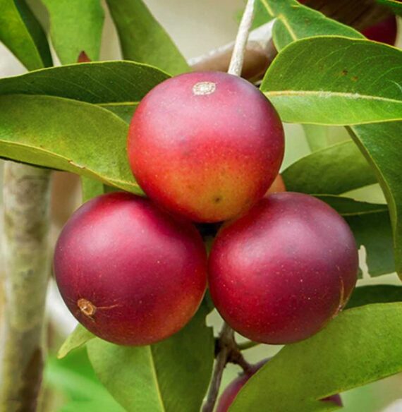 11 - camu-camu-extract-1-800x800
