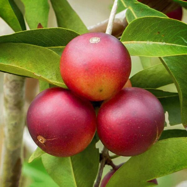 11 - camu-camu-extract-1-800x800